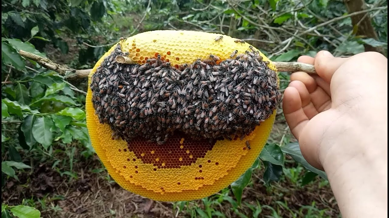 mật ong rừng ruồi