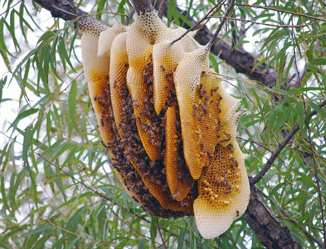 mật ong rừng nguyên chất